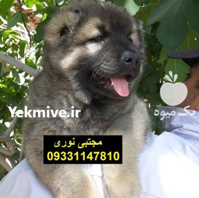 خریدار سگ قفقازی فروش توله سگ در تبریز در گروه سگ و گربه در یکمیوه -عکس1