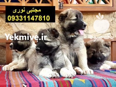 خریدار سگ قفقازی فروش توله سگ در تبریز در گروه سگ و گربه در یکمیوه -عکس2
