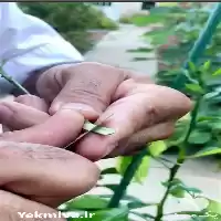 پیوند کردن هرس کاری اصلاح خاک در یزد در گروه هرس کاری در یکمیوه