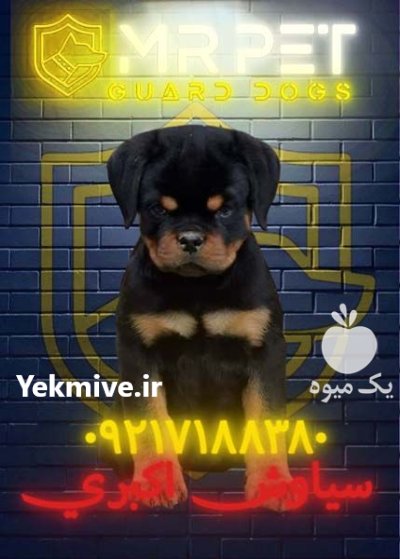 روتوایلر اروپایی اصیل با پوزه دلقکی در اردبیل در گروه سگ و گربه در یکمیوه -عکس1