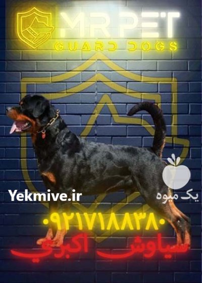 روتوایلر صربستانی پوزه مکعبی اصیل مقاوم در تهران در گروه سگ و گربه در یکمیوه -عکس1