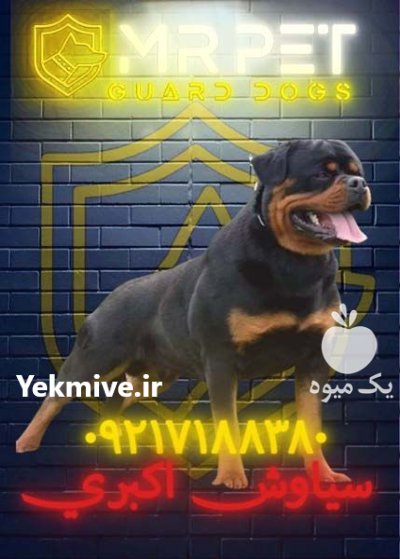 فروش فوری روتوایلر آمریکایی پوزه دلقکی در یزد در گروه سگ و گربه در یکمیوه -عکس1