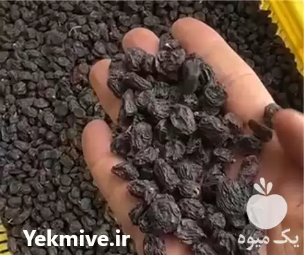 کشمش فروش کشمش در شیراز در گروه خرید و فروش آجیل در یکمیوه -عکس1