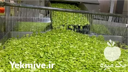 فروش باقالی منجمد IQF در کرج در گروه خرید و فروش انواع سبزی ها در یکمیوه -عکس1