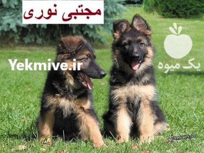 فروش سگ ژرمن شپرد نگهبان در تهران در گروه سگ و گربه در یکمیوه -عکس2