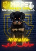 روتوایلر اروپایی اصیل با پوزه دلقکی در اردبیل در گروه سگ و گربه در یکمیوه