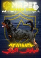 روتوایلر صربستانی پوزه مکعبی اصیل مقاوم در تهران در گروه سگ و گربه در یکمیوه