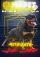 فروش فوری روتوایلر آمریکایی پوزه دلقکی در یزد در گروه سگ و گربه در یکمیوه