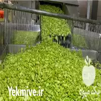فروش باقالی منجمد IQF در کرج در گروه خرید و فروش انواع سبزی ها در یکمیوه