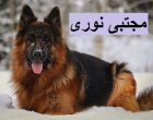 فروش سگ ژرمن شپرد نگهبان در تهران در گروه سگ و گربه در یکمیوه