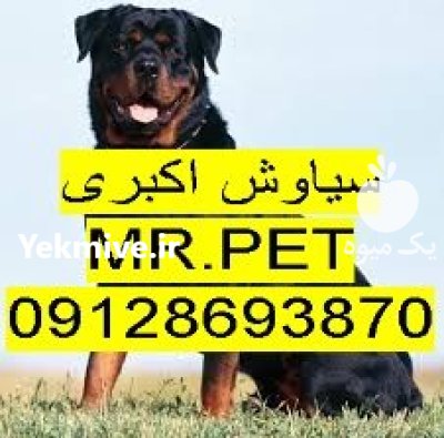 روتوایلر آمریکایی پوزه مکعبی تخفیف در تهران در گروه سگ و گربه در یکمیوه -عکس1