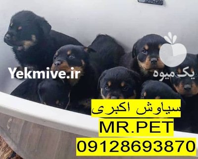 فروش ویژه روتوایلر صربستانی قیمت زیر در تهران در گروه سگ و گربه در یکمیوه -عکس1