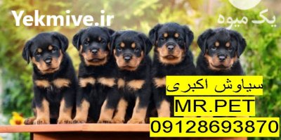 بهترین پرورشگاه روتوایلر آمریکایی در تبریز در تهران در گروه سگ و گربه در یکمیوه -عکس1