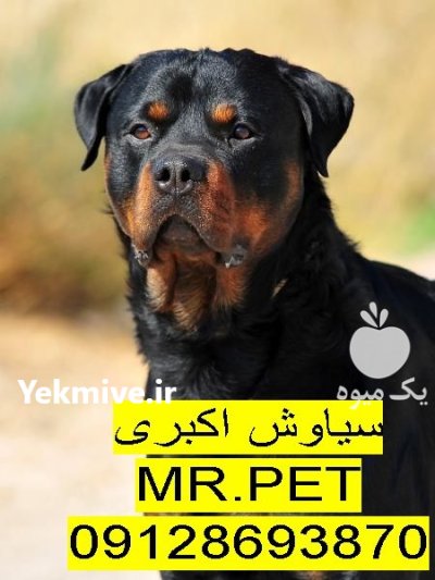روتوایلر آمریکایی پوزه مکعبی مزایا معایب در تهران در گروه سگ و گربه در یکمیوه -عکس1
