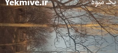 چوب درخت سیب چوب سپیدار در بردسیر در گروه خرید و فروش چوب درخت در یکمیوه -عکس2