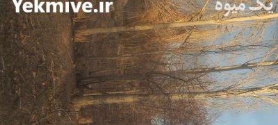 چوب درخت سیب چوب سپیدار در بردسیر در گروه خرید و فروش چوب درخت در یکمیوه -عکس3