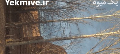 چوب درخت سیب چوب سپیدار در بردسیر در گروه خرید و فروش چوب درخت در یکمیوه -عکس4