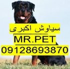 روتوایلر آمریکایی پوزه مکعبی تخفیف در تهران در گروه سگ و گربه در یکمیوه