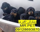 فروش ویژه روتوایلر صربستانی قیمت زیر در تهران در گروه سگ و گربه در یکمیوه