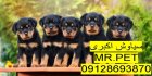 بهترین پرورشگاه روتوایلر آمریکایی در تبریز در تهران در گروه سگ و گربه در یکمیوه