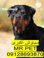 روتوایلر آمریکایی پوزه مکعبی مزایا معایب در تهران در گروه سگ و گربه در یکمیوه