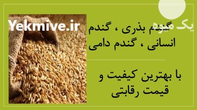 فروش عمده گندم در تهران در گروه خرید و فروش گندم و جو در یکمیوه -عکس1