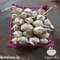 فروش عمده سیر مشتقات سیب زمینی در همدان در گروه خرید و فروش سیب زمینی در یکمیوه