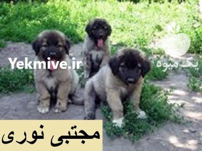مرکز معتبر پرورش فروش سگ قفقازی در اردبیل در گروه سگ و گربه در یکمیوه -عکس1