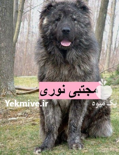 مرکز معتبر پرورش فروش سگ قفقازی در اردبیل در گروه سگ و گربه در یکمیوه -عکس2