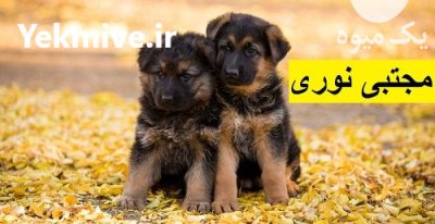 ژرمن مو بلند نژادی مناسب در ایلام در گروه سگ و گربه در یکمیوه -عکس1