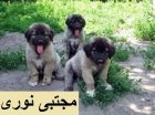 مرکز معتبر پرورش فروش سگ قفقازی در اردبیل در گروه سگ و گربه در یکمیوه