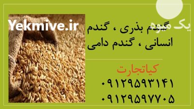 فروش عمده گندم انسانی گندم دامی در تهران در گروه خرید و فروش گندم و جو در یکمیوه -عکس1