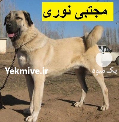 مجموعه پرورش فروش سگ فروش سگ در اردبیل در گروه سگ و گربه در یکمیوه -عکس1