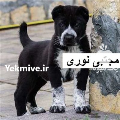 مجموعه پرورش فروش سگ فروش سگ در اردبیل در گروه سگ و گربه در یکمیوه -عکس2