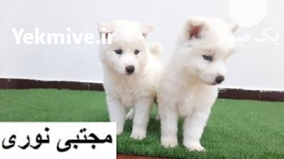 خرید فروش توله سگ نژاد ساموید در تهران در گروه سگ و گربه در یکمیوه -عکس1