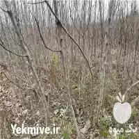 قیمت خرید ویژه نهال انجیر گلوگاه در مازندران در گروه خرید و فروش نهال در یکمیوه