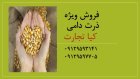 فروش ویژه ذرت دامی در تهران در گروه خرید و فروش ذرت در یکمیوه