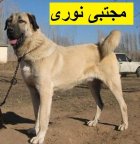 مجموعه پرورش فروش سگ فروش سگ در اردبیل در گروه سگ و گربه در یکمیوه