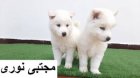 خرید فروش توله سگ نژاد ساموید در تهران در گروه سگ و گربه در یکمیوه