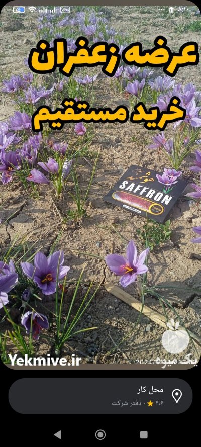 زعفران با عطر و طعم دلپذیر در خوی در گروه خرید و فروش زعفران در یکمیوه -عکس2