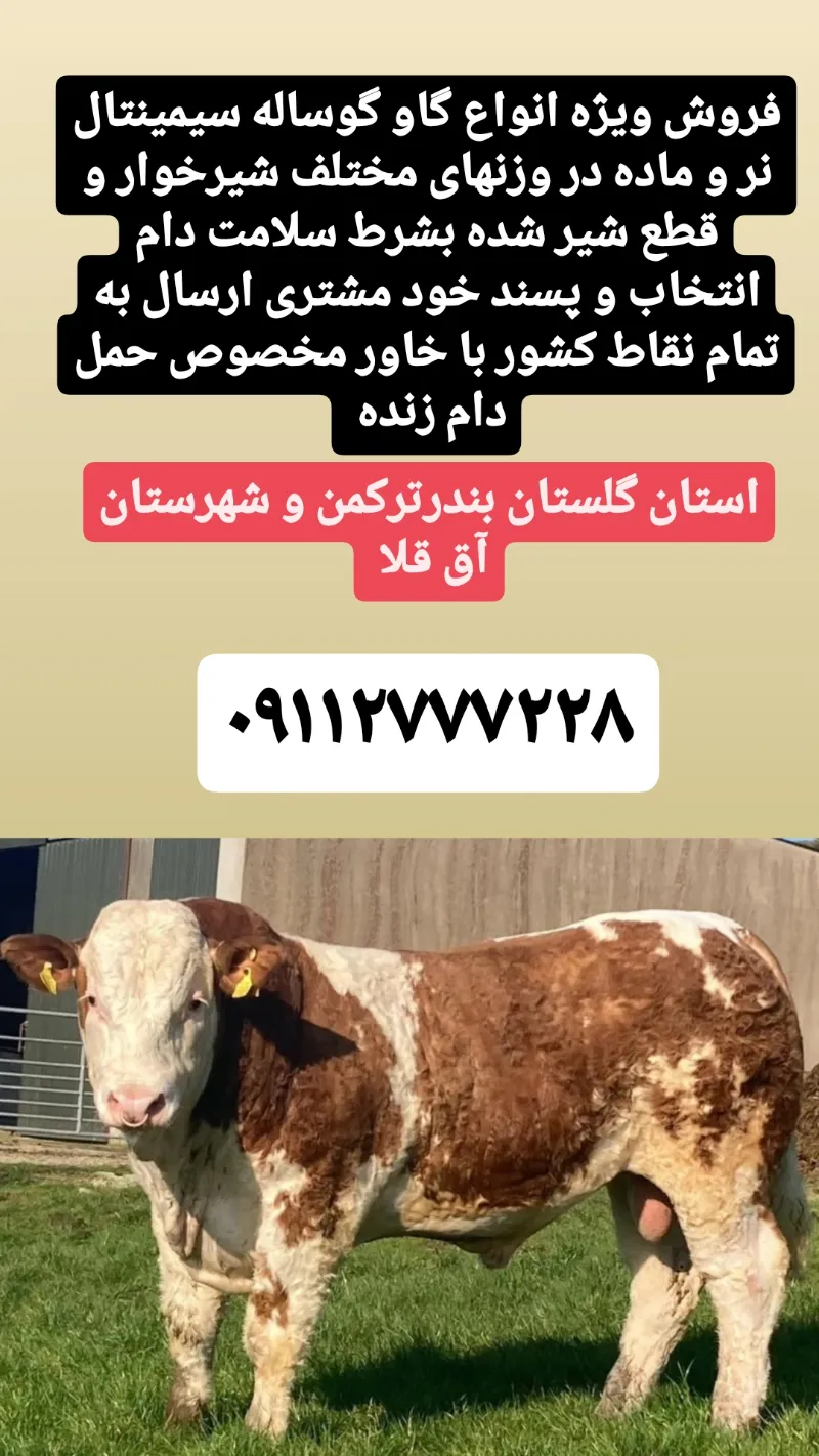 فروش ویژه گوساله سیمینتال نر در ترکمن در گروه گاو و گوسفند و میش و بز کهره گوساله در یکمیوه -عکس1