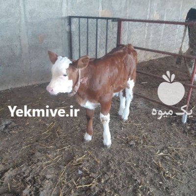 فروش ویژه گوساله سیمینتال نر در ترکمن در گروه گاو و گوسفند و میش و بز کهره گوساله در یکمیوه -عکس2