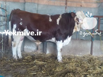 فروش ویژه گوساله سیمینتال نر در ترکمن در گروه گاو و گوسفند و میش و بز کهره گوساله در یکمیوه -عکس4