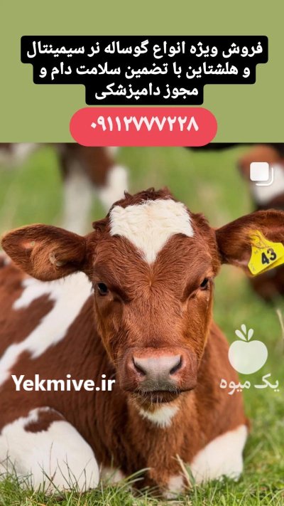 فروش ویژه گوساله سیمینتال نر در ترکمن در گروه گاو و گوسفند و میش و بز کهره گوساله در یکمیوه -عکس3