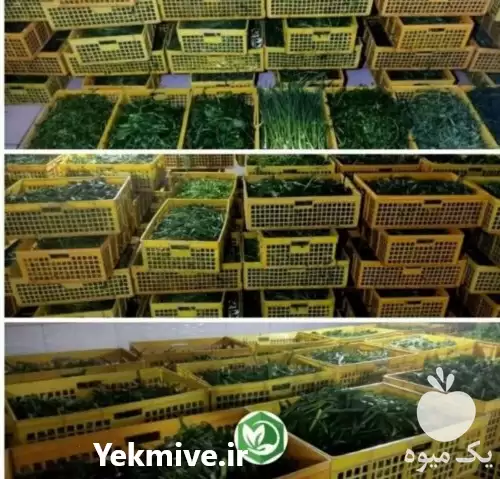 فروش قورمه سبزی سرخ شده خرد در تهران در گروه انواع سرخ شده و پخته شده در یکمیوه -عکس1