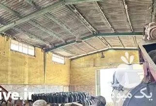 ماهی پودر ماهی در تهران در گروه خرید و فروش انواع ماهی در یکمیوه -عکس1