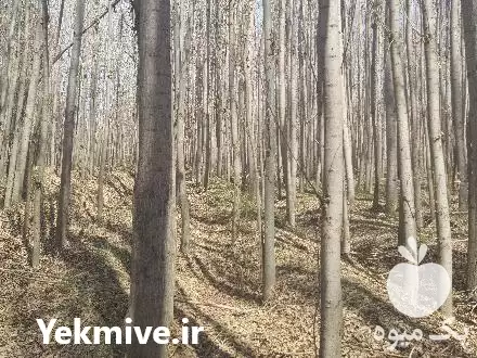 قیمت خرید برداشت عرضه گردبینه چوب در تهران در گروه خرید و فروش انواع چوب در یکمیوه -عکس1