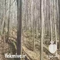 قیمت خرید برداشت عرضه گردبینه چوب در تهران در گروه خرید و فروش انواع چوب در یکمیوه