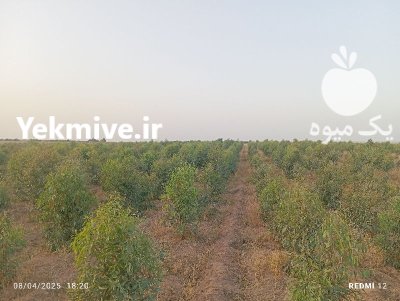 فروش زمین باغ در چنانه در شوش در گروه فروش ملک و زمین در یکمیوه -عکس1