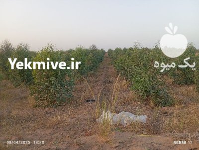 فروش زمین باغ در چنانه در شوش در گروه فروش ملک و زمین در یکمیوه -عکس2